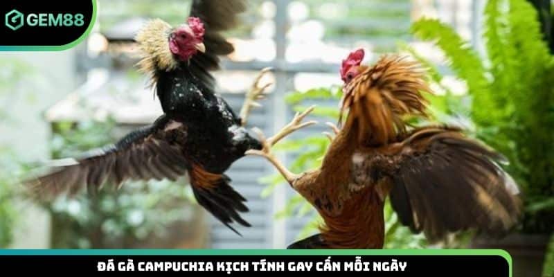 Đá gà Campuchia kịch tính gay cấn mỗi ngày