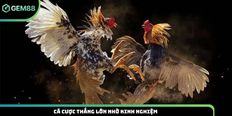 Cá cược thắng lớn nhờ kinh nghiệm