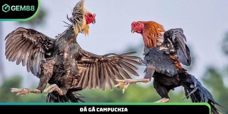 Đá gà Campuchia