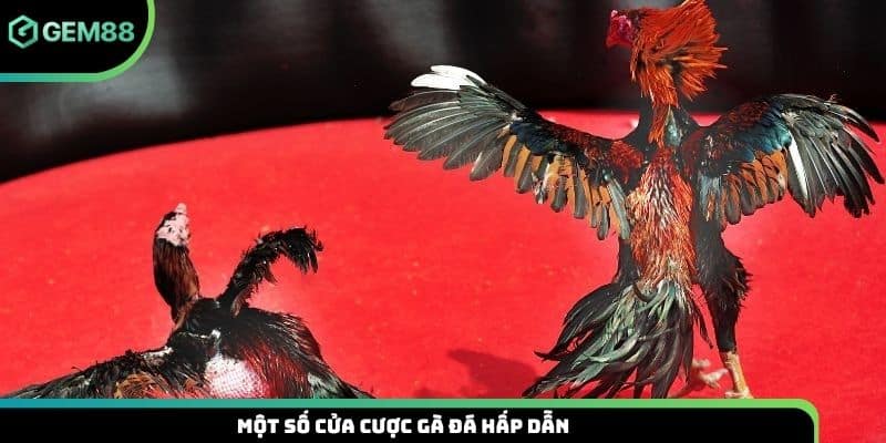 Một số cửa cược gà đá hấp dẫn