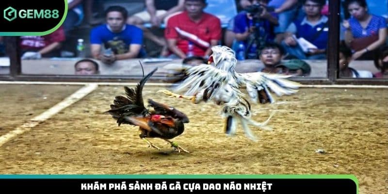 Khám phá sảnh đá gà cựa dao náo nhiệt